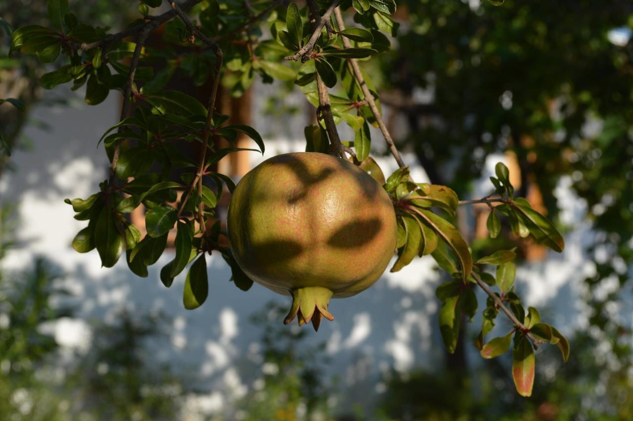 Ktima Natura Archangelos  Rom bilde